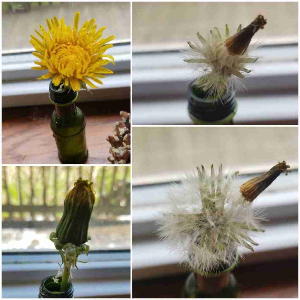 Dandelion Experiment - Wonder-Filled Days