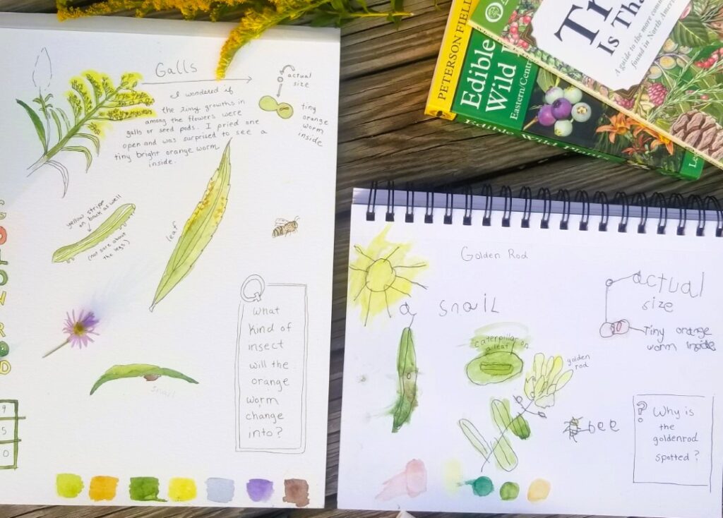 Fall Nature Study Goldenrod