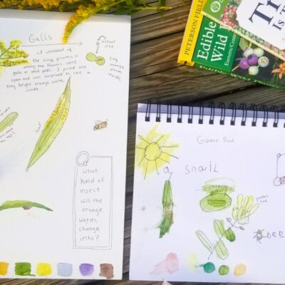 Goldenrod-A Fall Nature Study