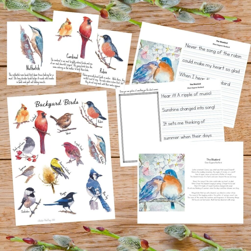 Bird Study Poster Flashcards