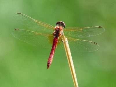Dragonflies rest with their wings open.