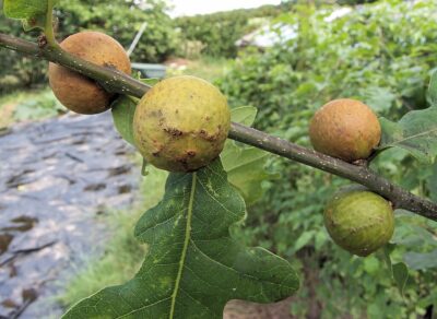 Oak Galls for Iron Gall Ink