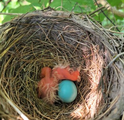 15 Days watching a Robin's Nest