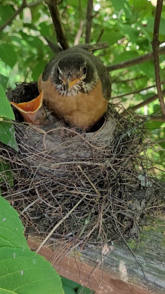 Day 7 Robin with hungry baby