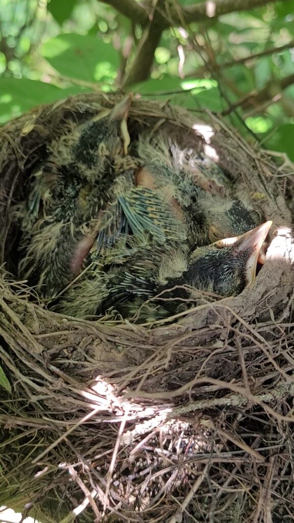 Day 9 Feathering out