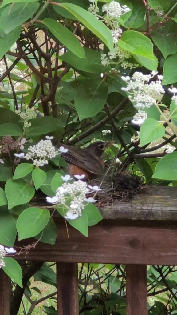 Robin making nest on porch